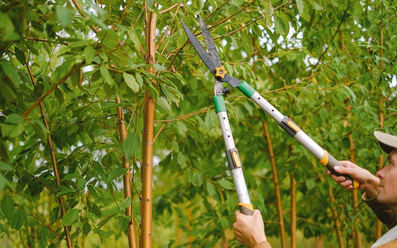 Tree trimming in Rockville, NE