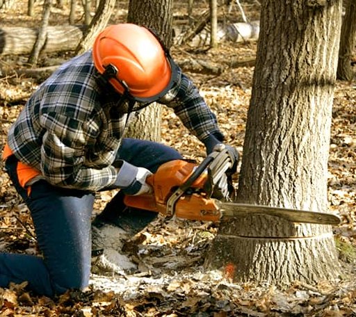 Tree Removal in Rockville, NE
